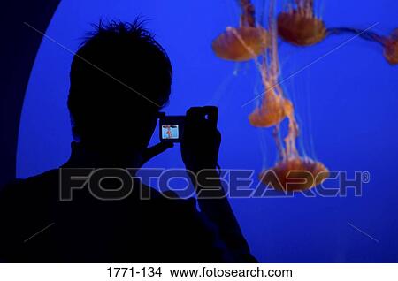 Man photographing fish, Monterey Bay Aquarium, Monterey, California, USA View Large Photo Image Picture - Man photographing fish, Monterey Bay Aquarium, Monterey, California, USA. Fotosearch