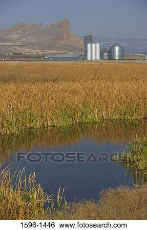 Stock Photograph - Marsh with a water treatment plant in the background, Sump 1B, Tule Lake National Wildlife Refuge, California, USA. Fotosearch