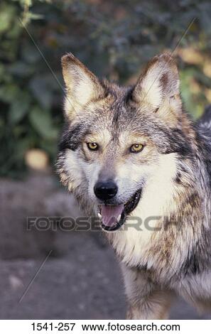 Mexican wolf (Canis lupus baileyi) panting View Large Photo Image Stock Photo - Mexican wolf (Canis lupus baileyi) panting. Fotosearch