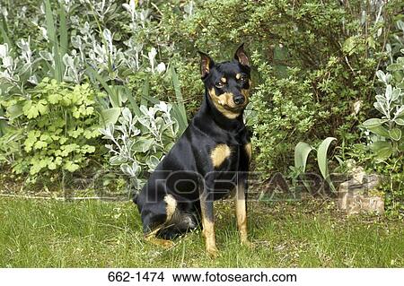 Miniature Pinscher sitting in a park View Large Photo Image Picture - Miniature Pinscher sitting in a park. Fotosearch