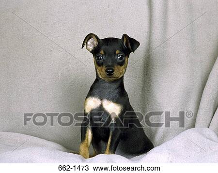 Miniature Pinscher sitting on a bed sheet View Large Photo Image Stock Image - Miniature Pinscher sitting on a bed sheet. Fotosearch