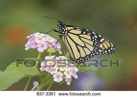 Monarch butterfly (Danaus plexippus) pollinating flowers View Large Photo Image Stock Image - Monarch butterfly (Danaus plexippus) pollinating flowers. Fotosearch