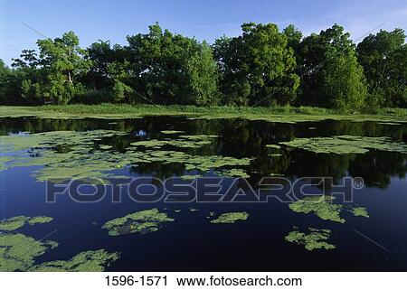 Moss floating on water, Bayou Sauvage National Wildlife Refuge, Louisiana, USA View Large Photo Image Stock Image - Moss floating on water, Bayou Sauvage National Wildlife Refuge, Louisiana, USA. Fotosearch