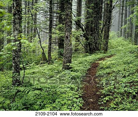 Picture - Mount Hood National Forest, Columbia River Gorge, Oregon, USA. Fotosearch