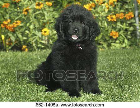 Newfoundland puppy sitting in a garden View Large Photo Image Stock Image - Newfoundland puppy sitting in a garden. Fotosearch