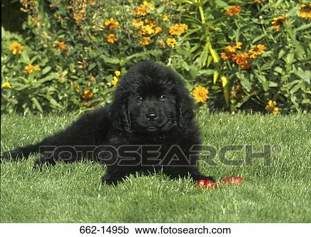 Newfoundland puppy sitting in a garden View Large Photo Image Stock Image - Newfoundland puppy sitting in a garden. Fotosearch