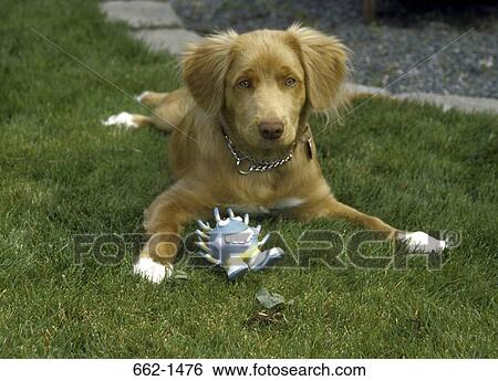 Nova Scotia Duck-Tolling Retriever puppy sitting on grass View Large Photo Image Stock Photograph - Nova Scotia Duck-Tolling Retriever puppy sitting on grass. Fotosearch
