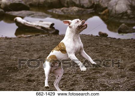 Old English Bulldog jumping in a field View Large Photo Image Stock Photo - Old English Bulldog jumping in a field. Fotosearch