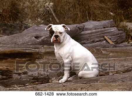 Old English Bulldog sitting on a log View Large Photo Image Stock Photo - Old English Bulldog sitting on a log. Fotosearch