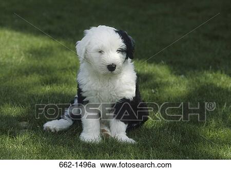 Old English Sheepdog puppy sitting in a park View Large Photo Image Stock Image - Old English Sheepdog puppy sitting in a park. Fotosearch