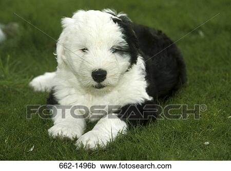 Old English Sheepdog puppy sitting in a park View Large Photo Image Stock Image - Old English Sheepdog puppy sitting in a park. Fotosearch