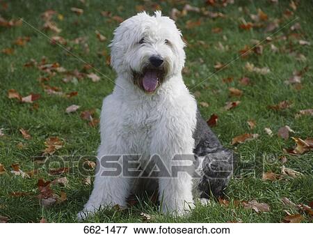 Stock Photo - Old English Sheepdog puppy sitting in a park. Fotosearch