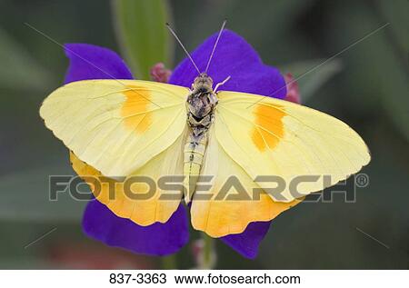 Stock Image - Orange-Barred Sulphur butterfly (Phoebis philea) pollinating a flower. Fotosearch