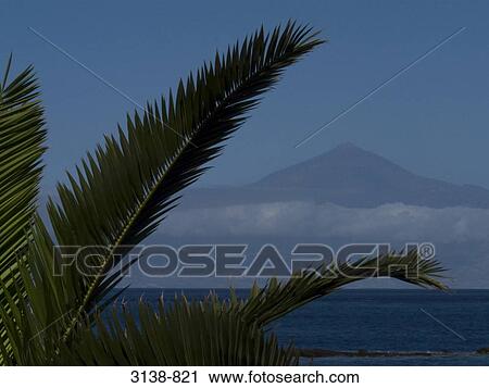 Palm tree with a mountain in the background, Canary Islands, Spain View Large Photo Image Stock Image - Palm tree with a mountain in the background, Canary Islands, Spain. Fotosearch