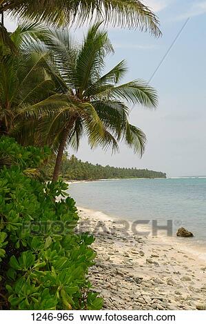 Stock Photography - Palm trees on the beach, Cheriyam, Lakshadweep, India. Fotosearch