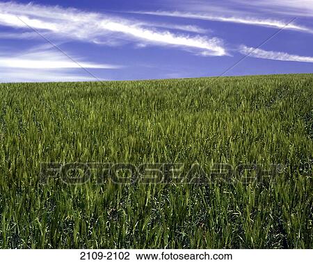 Panoramic view of a wheat field, Oregon, USA View Large Photo Image Stock Image - Panoramic view of a wheat field, Oregon, USA. Fotosearch