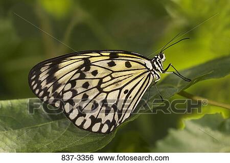 Paper Kite butterfly (Idea leuconoe) on a leaf View Large Photo Image Stock Photograph - Paper Kite butterfly (Idea leuconoe) on a leaf. Fotosearch
