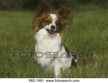 Stock Image - Papillon sitting in a park. Fotosearch