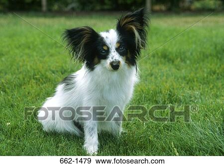 Papillon sitting in a park View Large Photo Image Stock Photo - Papillon sitting in a park. Fotosearch