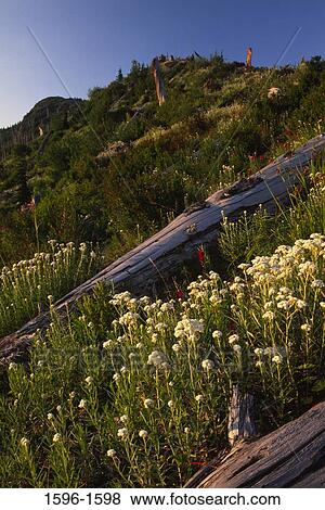 Pearly everlasting on landscape, Mt St. Helens National Volcanic Monument, Washington State, USA View Large Photo Image Stock Photo - Pearly everlasting on landscape, Mt St. Helens National Volcanic Monument, Washington State, USA. Fotosearch