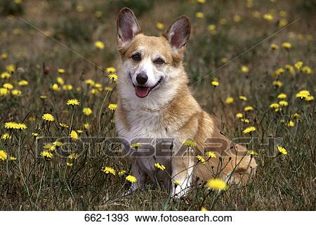 Pembroke Welsh Corgi in a lawn View Large Photo Image Stock Image - Pembroke Welsh Corgi in a lawn. Fotosearch