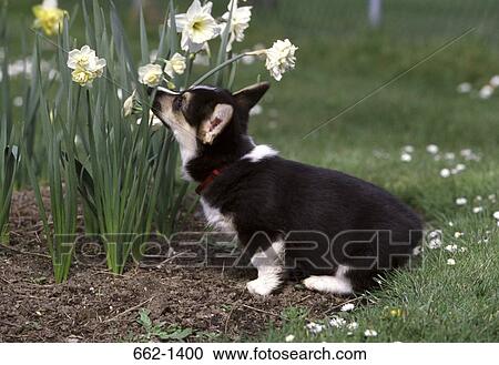 Pembroke Welsh Corgi smelling flowers View Large Photo Image Stock Image - Pembroke Welsh Corgi smelling flowers. Fotosearch