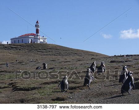 Penguins with a lighthouse in the background, Punta Arenas, Magdalena Island, Magallanes, Chile View Large Photo Image Stock Photo - Penguins with a lighthouse in the background, Punta Arenas, Magdalena Island, Magallanes, Chile. Fotosearch