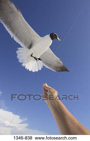 Person's hand feeding a Laughing gull (Larus atricilla) View Large Photo Image Stock Photo - Person's hand feeding a Laughing gull (Larus atricilla). Fotosearch