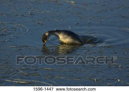 Pied-Billed grebe (Podilymbus podiceps) swimming in water View Large Photo Image Stock Photo - Pied-Billed grebe (Podilymbus podiceps) swimming in water. Fotosearch