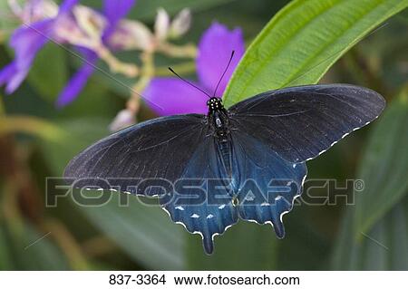 Pipevine Swallowtail butterfly (Battus philenor) pollinating a flower View Large Photo Image Picture - Pipevine Swallowtail butterfly (Battus philenor) pollinating a flower. Fotosearch