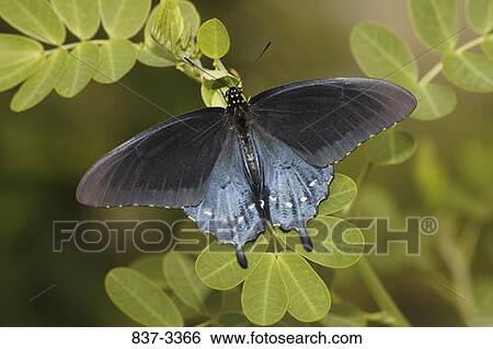 Stock Photograph - Pipevine Swallowtail butterfly (Battus philenor) pollinating. Fotosearch