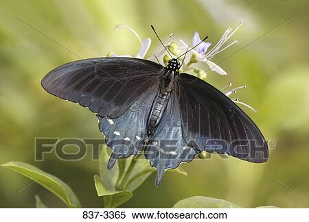 Pipevine Swallowtail butterfly (Battus philenor) pollinating a flower View Large Photo Image Stock Photography - Pipevine Swallowtail butterfly (Battus philenor) pollinating a flower. Fotosearch