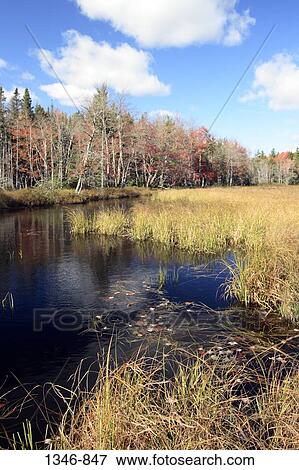Pond in a forest, Kejimkujik National Park, Nova Scotia, Canada View Large Photo Image Stock Photo - Pond in a forest, Kejimkujik National Park, Nova Scotia, Canada. Fotosearch