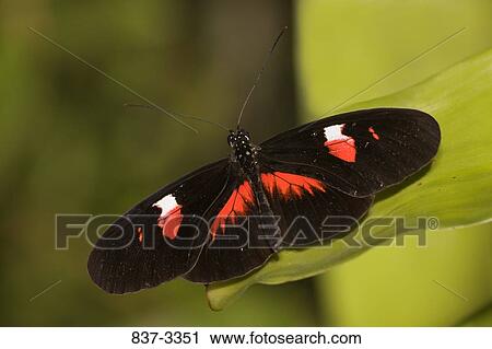 Postman butterfly (Heliconius melpomene) on a leaf View Large Photo Image Stock Image - Postman butterfly (Heliconius melpomene) on a leaf. Fotosearch