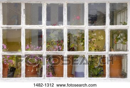 Potted plant at a window sill, Stanley, Falkland Islands, England View Large Photo Image Stock Image - Potted plant at a window sill, Stanley, Falkland Islands, England. Fotosearch