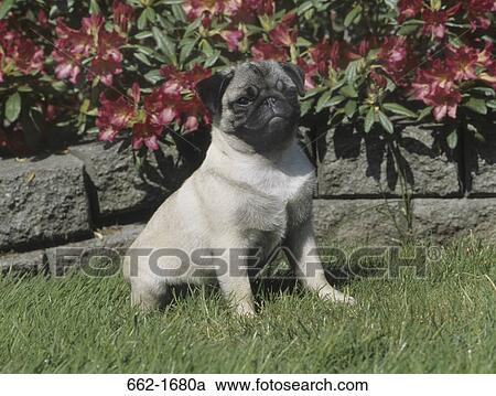 Pug in a lawn View Large Photo Image Stock Image - Pug in a lawn. Fotosearch