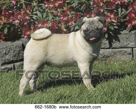 Pug in a lawn View Large Photo Image Stock Image - Pug in a lawn. Fotosearch