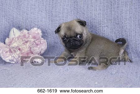 Pug playing with a toy View Large Photo Image Stock Photo - Pug playing with a toy. Fotosearch