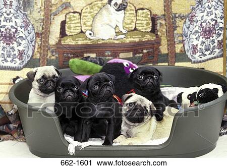 Stock Image - Pug puppies in a basket. Fotosearch