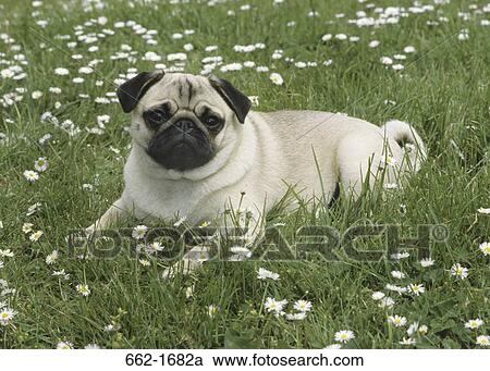 Pug resting in grass View Large Photo Image Stock Image - Pug resting in grass. Fotosearch