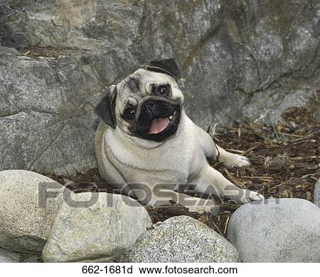 Pug resting on dry leaves View Large Photo Image Stock Image - Pug resting on dry leaves. Fotosearch