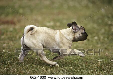 Stock Image - Pug running in a field. Fotosearch