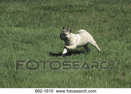 Pug running in a field View Large Photo Image Stock Image - Pug running in a field. Fotosearch