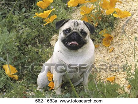 Pug sitting in a field View Large Photo Image Stock Image - Pug sitting in a field. Fotosearch