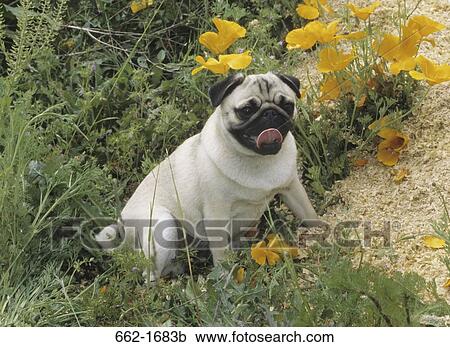 Pug sitting in a field View Large Photo Image Stock Image - Pug sitting in a field. Fotosearch