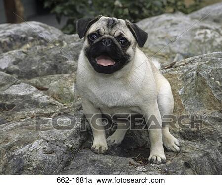 Pug sitting on a rock View Large Photo Image Stock Image - Pug sitting on a rock. Fotosearch