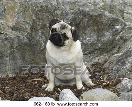 Pug sitting on dry leaves View Large Photo Image Stock Image - Pug sitting on dry leaves. Fotosearch