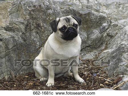 Pug sitting on dry leaves View Large Photo Image Stock Image - Pug sitting on dry leaves. Fotosearch