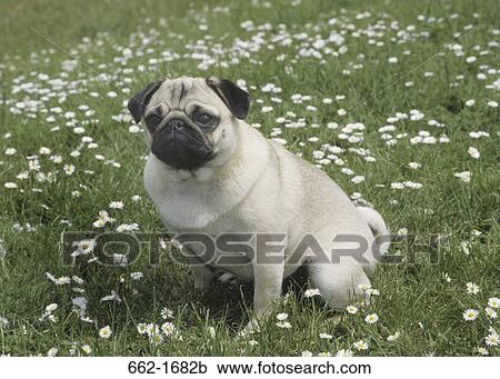 Pug sitting on grass View Large Photo Image Stock Image - Pug sitting on grass. Fotosearch