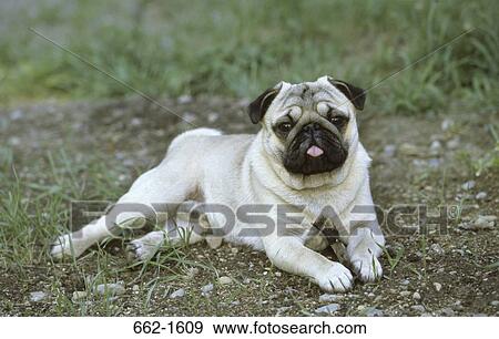 Pug sitting on grass View Large Photo Image Stock Photo - Pug sitting on grass. Fotosearch